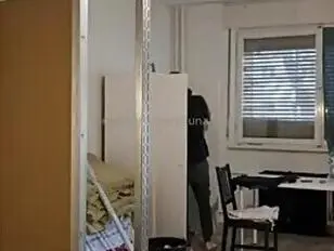 Die Latina Luna Fuego deckt einen amerikanischen Rüden.