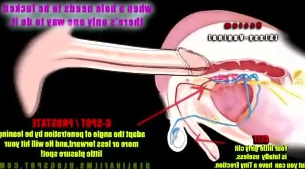 Anatomy Shemale Porn - Sissy Anatomy - Tranny.one
